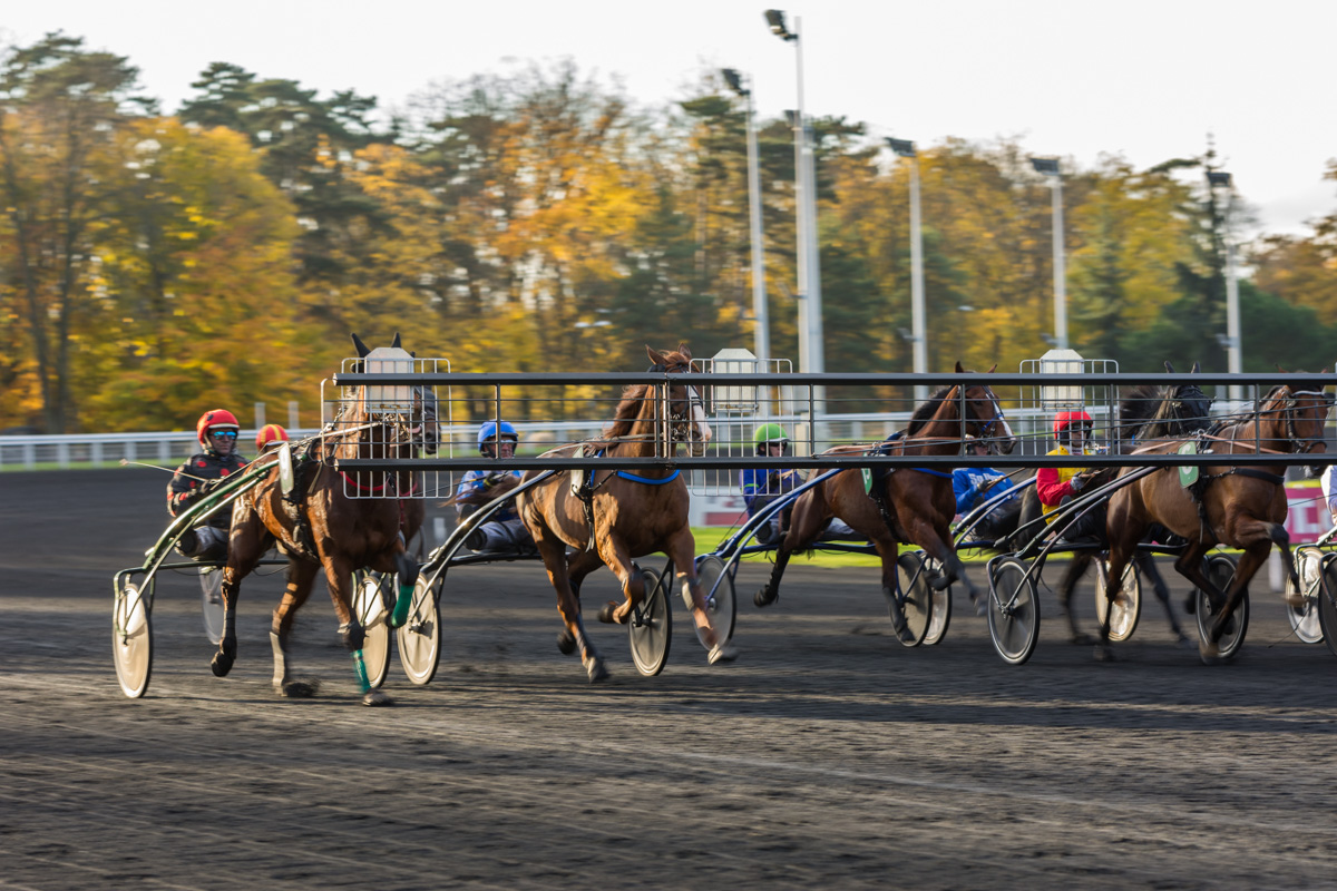 Chevaux derrière l'autostart